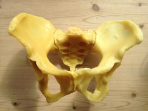 beeswax-pelvis